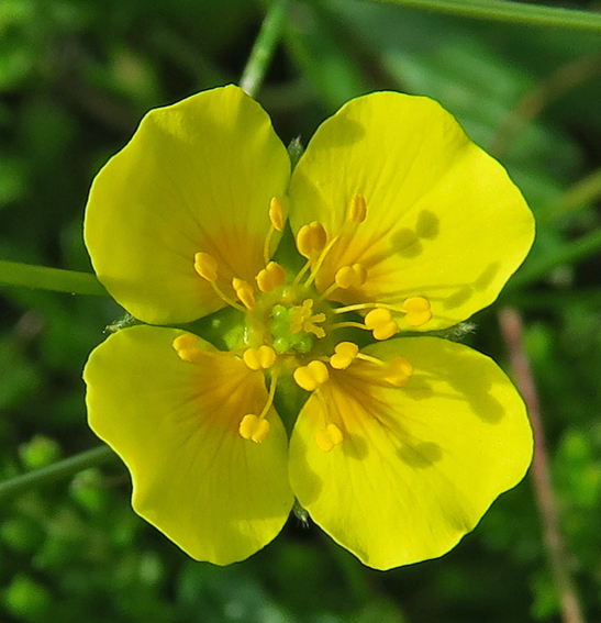 Potentilla5