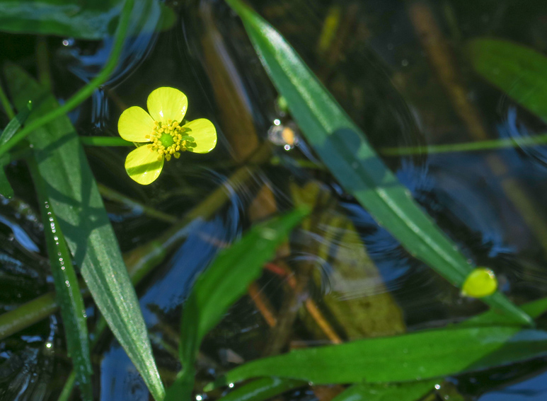 Ranunculus3c