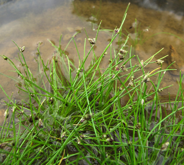 Isolepis1