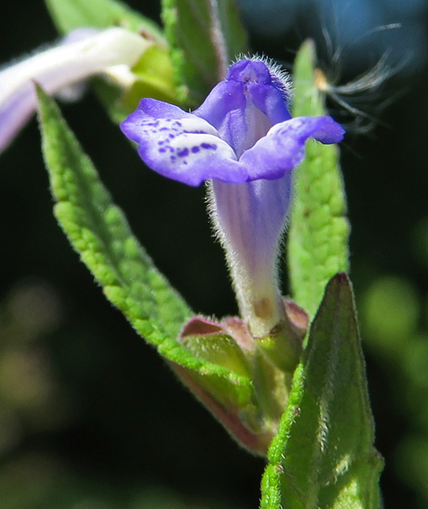 Scutellaria2