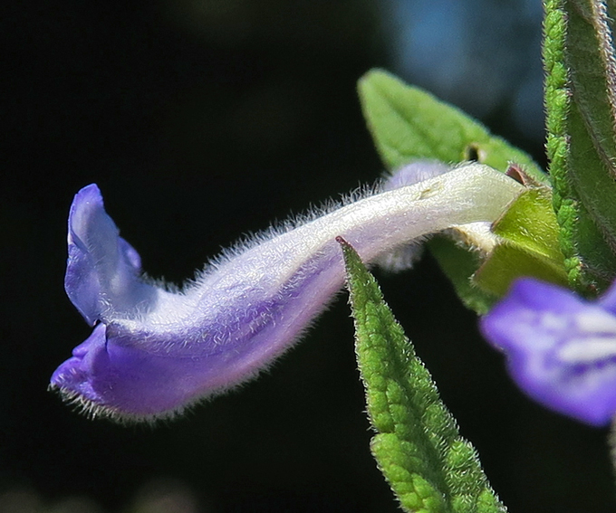 Scutellaria2b