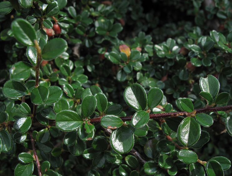 Cotoneaster10
