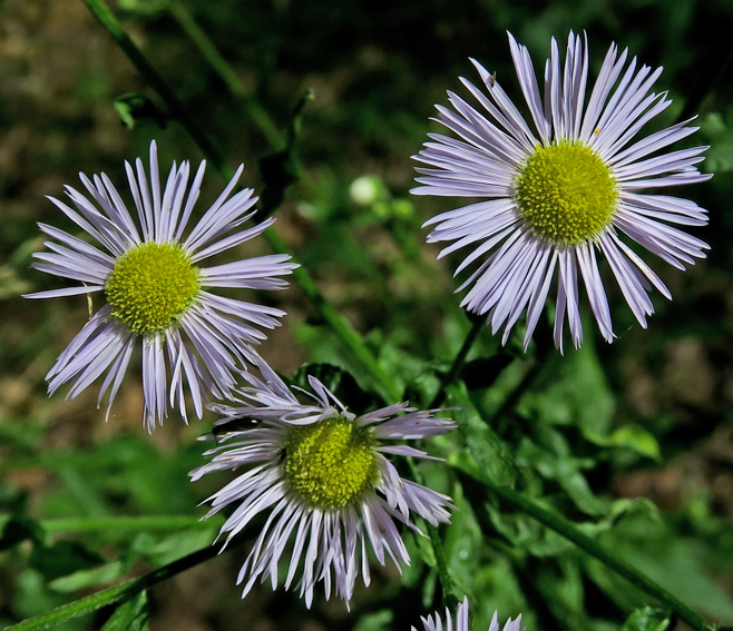 Erigeron2b