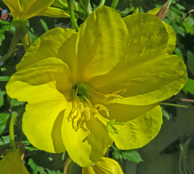 Oenothera0b