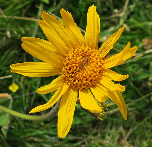 Arnica3a