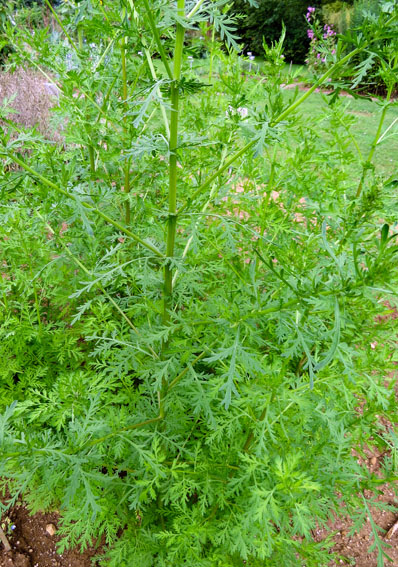 Artemisia13