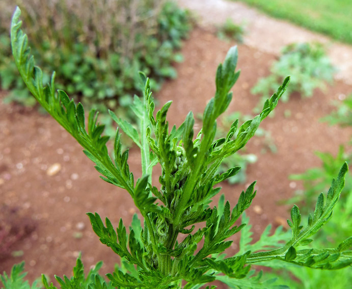 Artemisia16