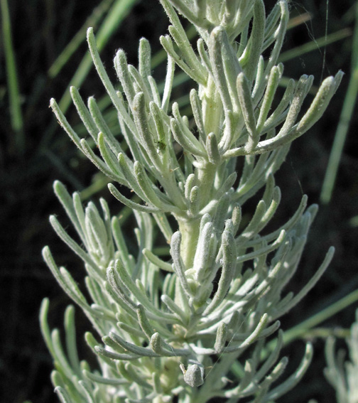 Artemisia18