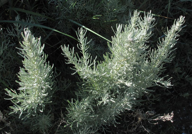 Artemisia17