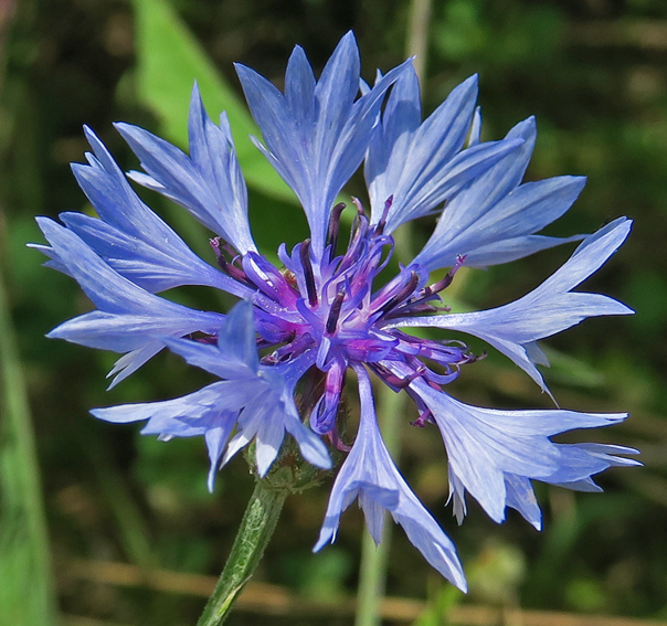 Centaurea1