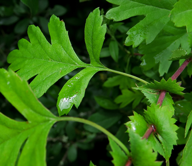 Crataegus4