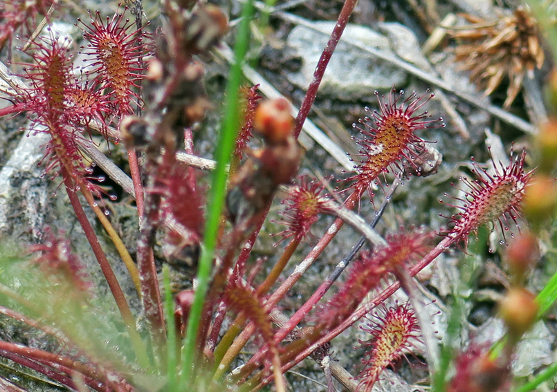 Drosera5a