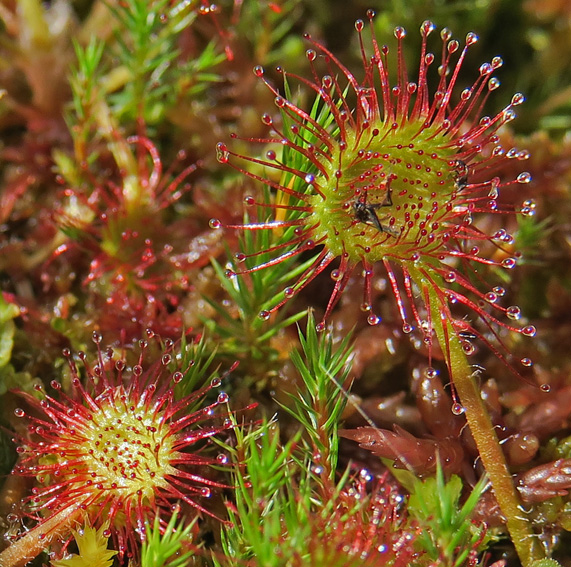 Drosera4e