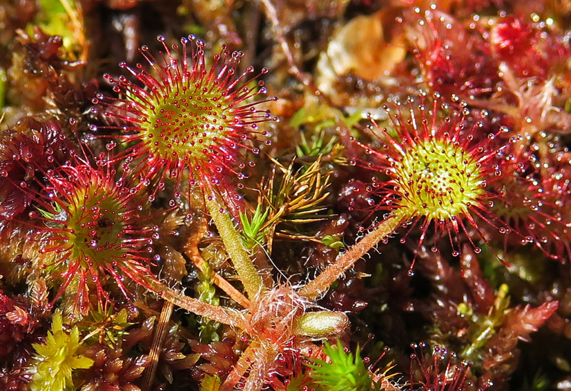 Drosera2