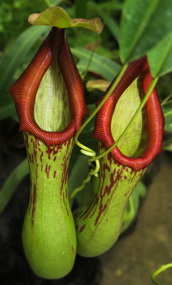 Nepenthes5