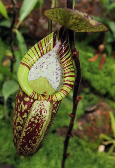 Nepenthes3
