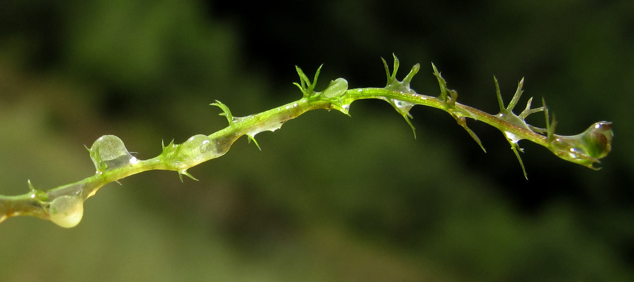 Utricularia3
