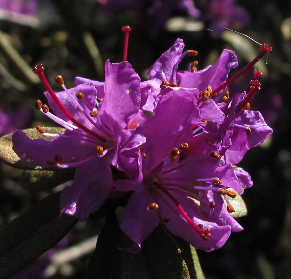 Rhododendron4