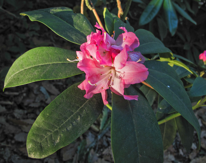 Rhododendron5