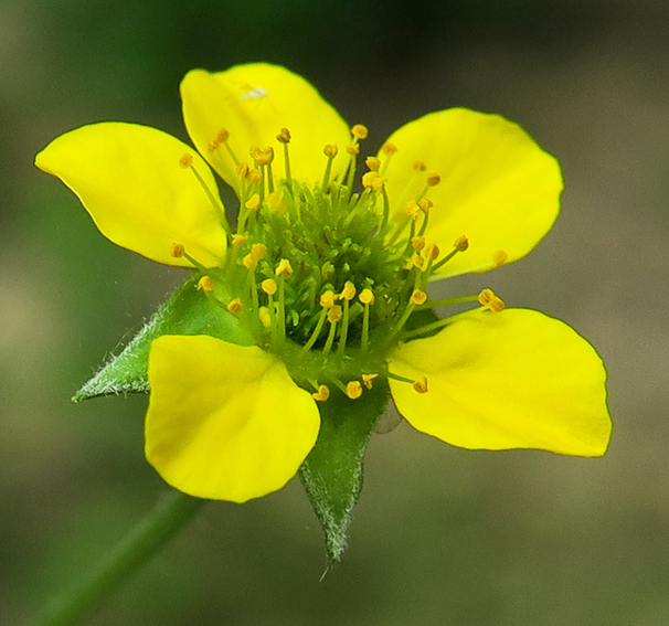 Geum3b