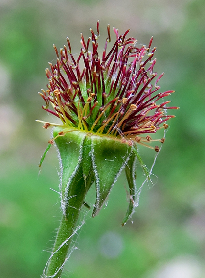 Geum4