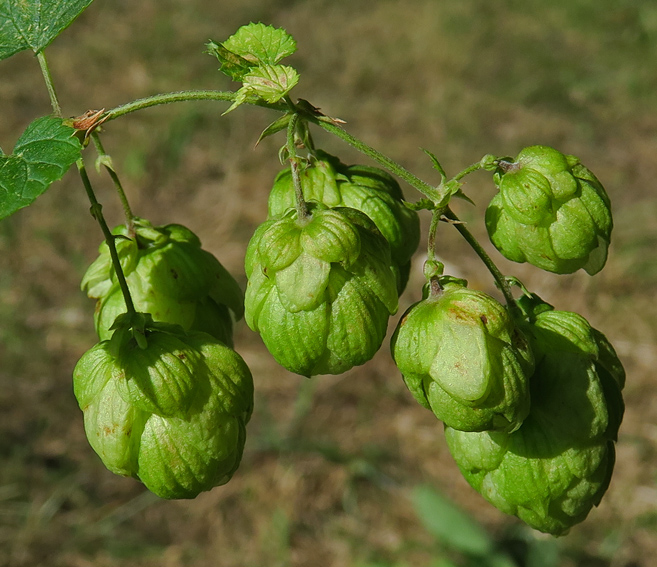 Humulus4