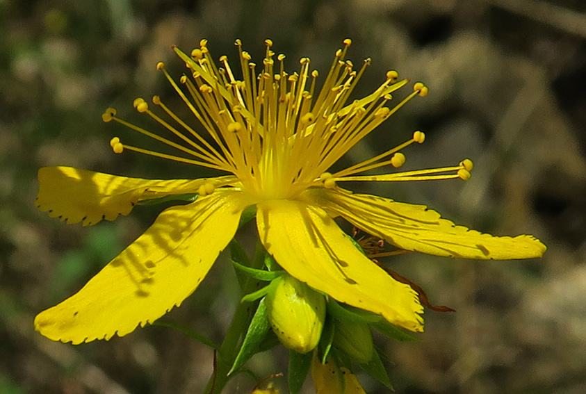 Hypericum4