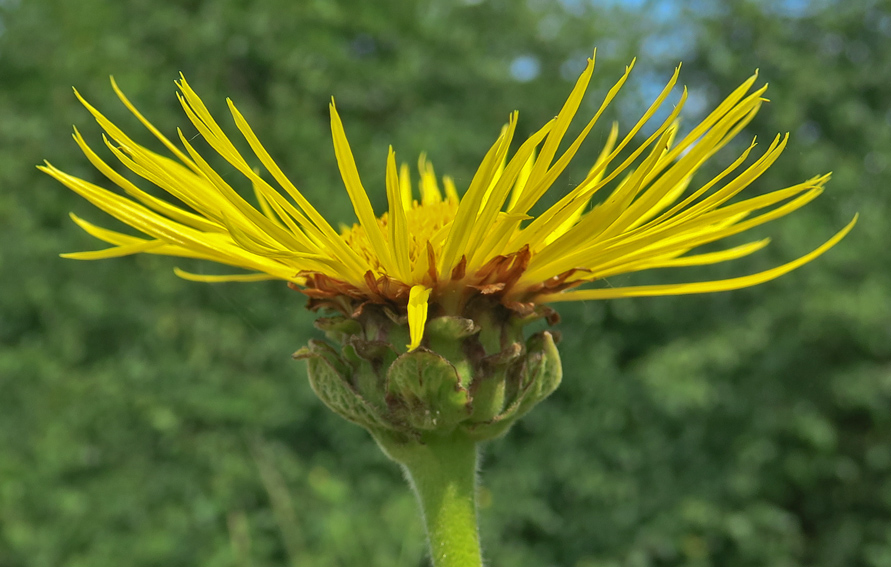 Inula4