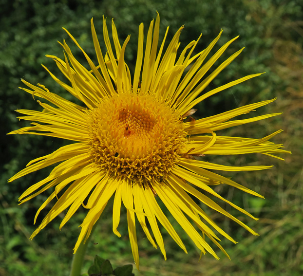 Inula6