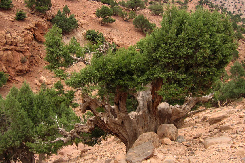 Juniperus7