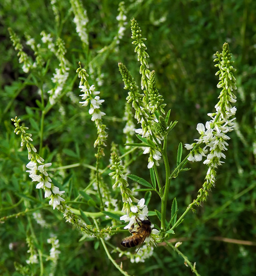 Melilotus4