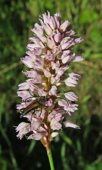 Polygonum3a