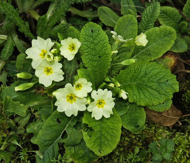 Primula4