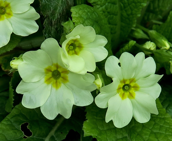 Primula4a