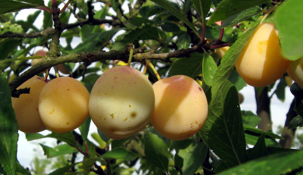 Prunus9