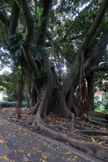 Ficus6