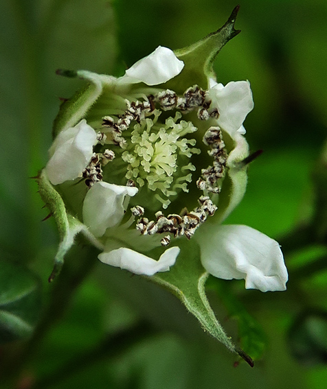 Rubus8a