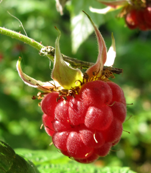 Rubus9