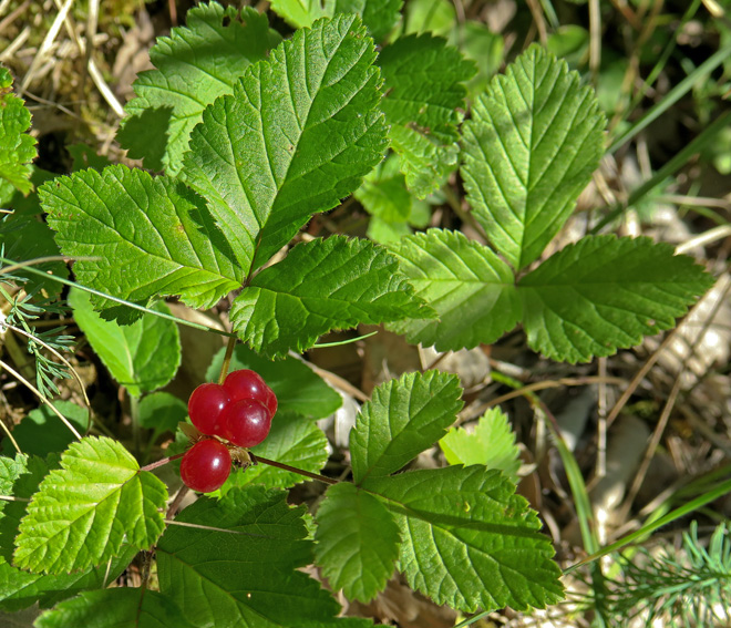 Rubus6
