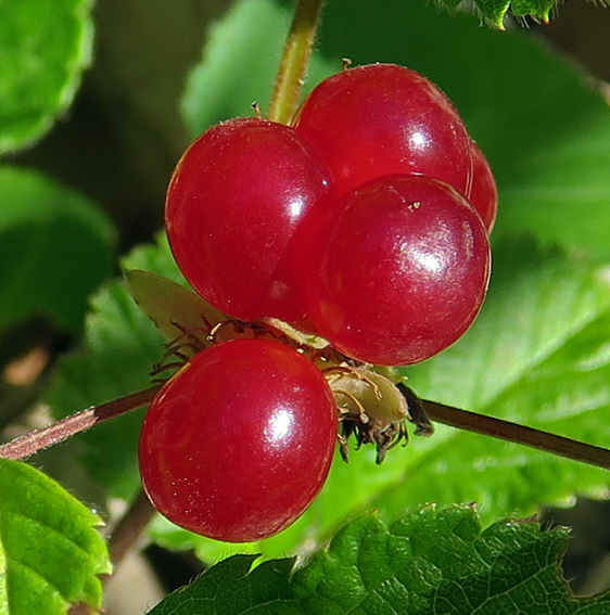 Rubus7