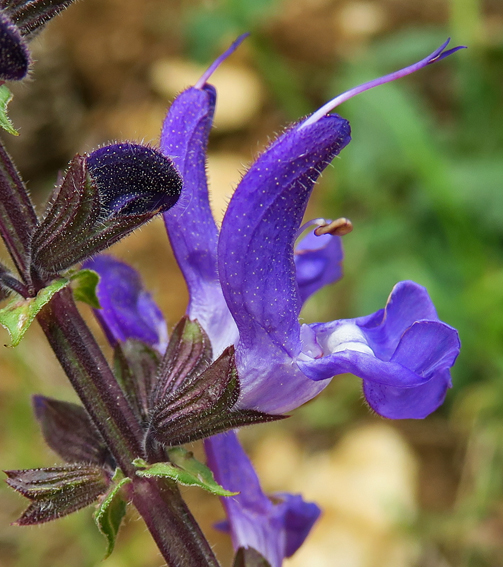 Salvia3