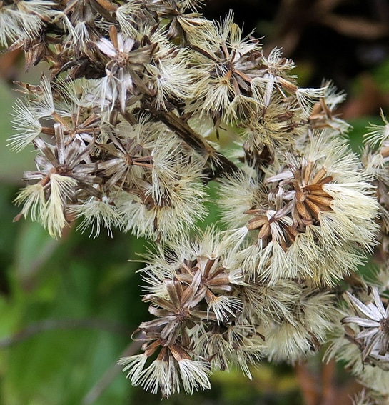 Solidago1a