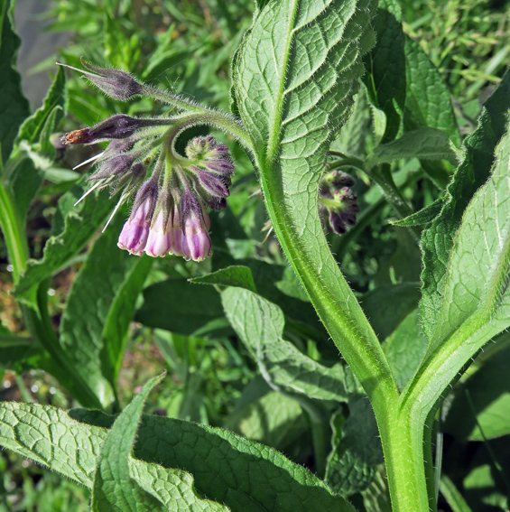 Symphytum2a