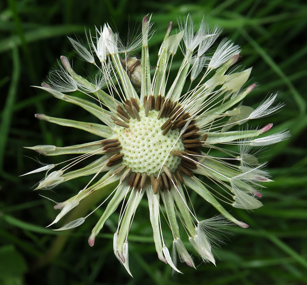 Taraxacum3