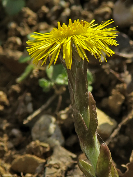 Tussilago1b