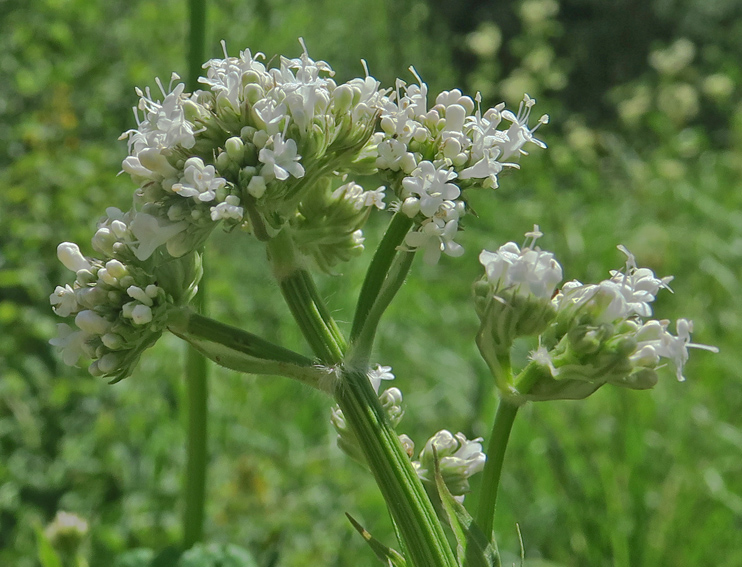 Valeriana2a