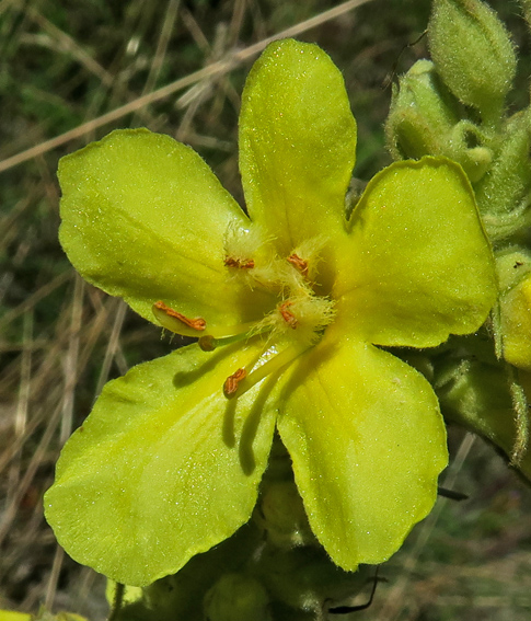 Verbascum7