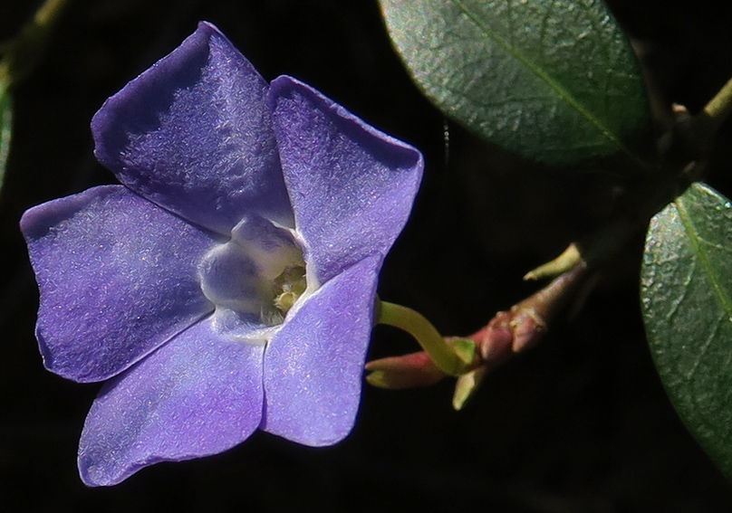 Vinca1a
