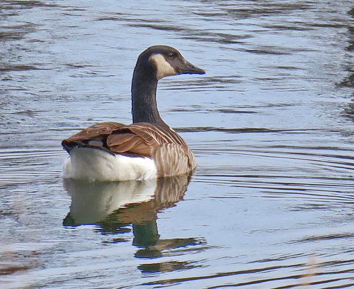 branta3
