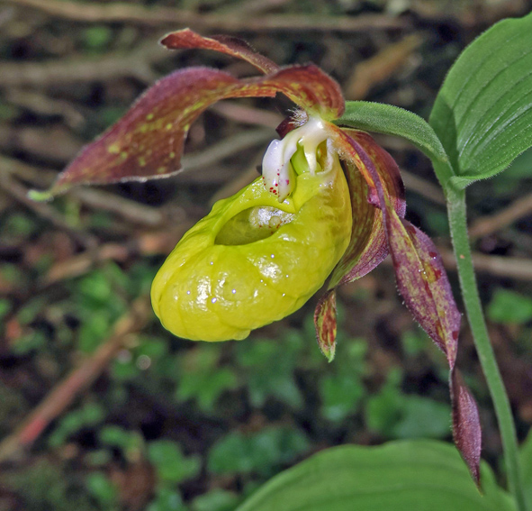 Cypripedium6